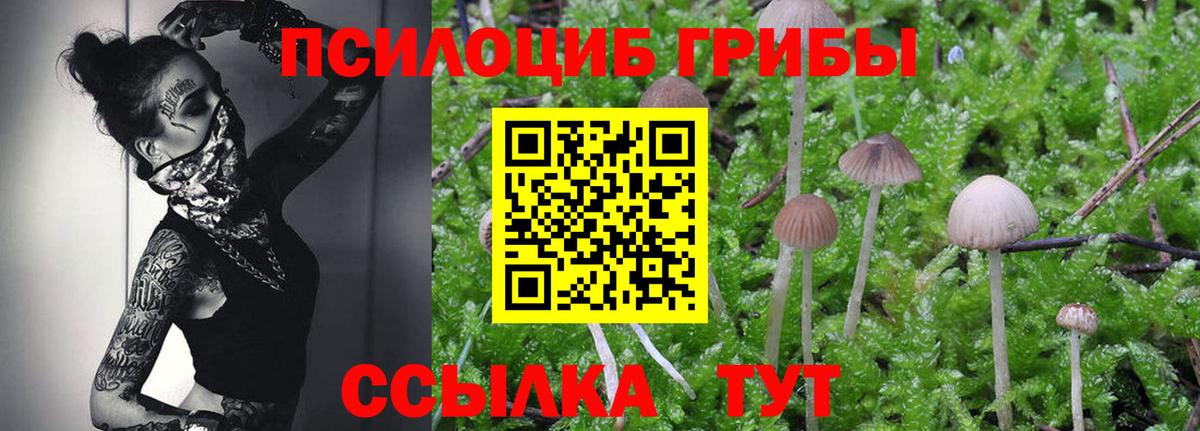 Псилоцибиновые грибы GOLDEN TEACHER Баксан